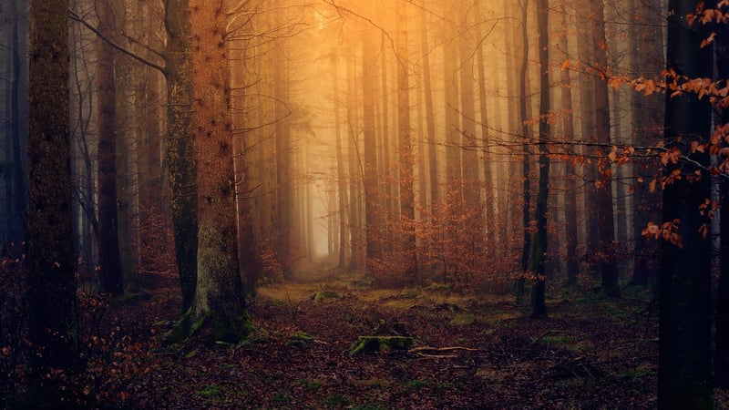 DIY magical landscapes
