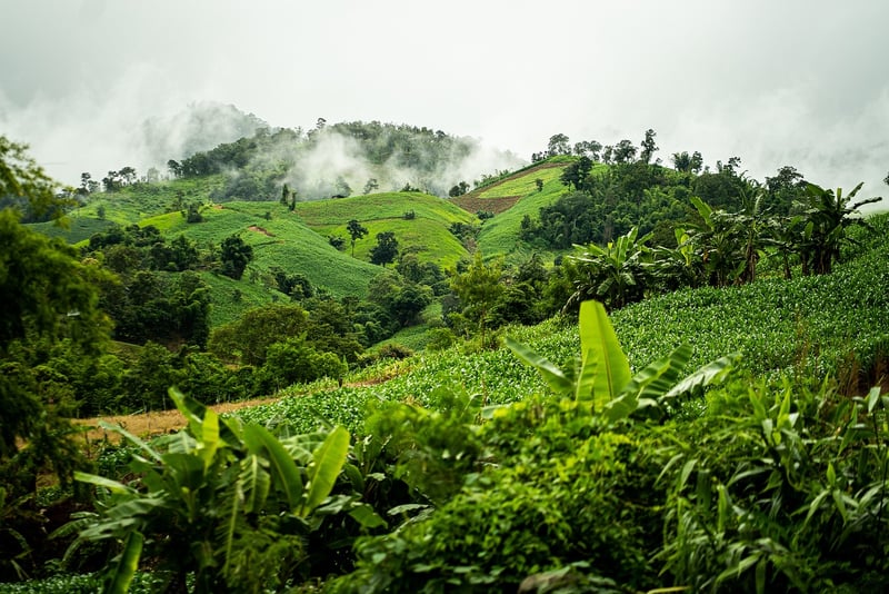 Mystical greenery