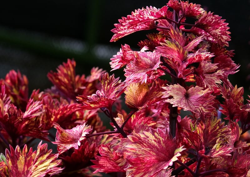 Sorcery-inspired botany