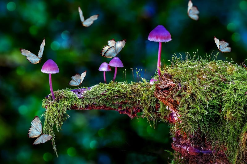 Whimsical flora
