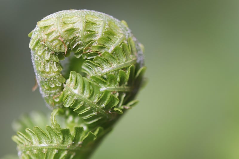 Unicorn Fern