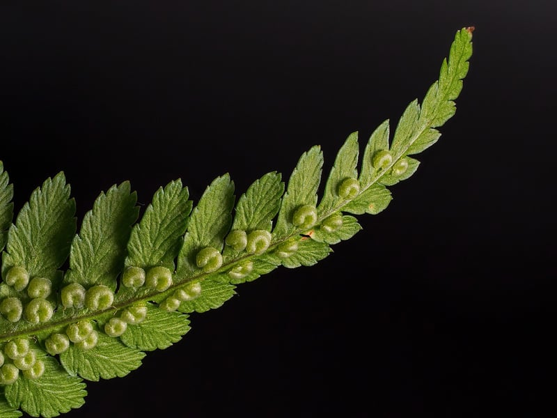 Aurora Ferns