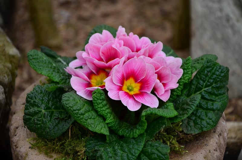 Pixie Petal Primrose