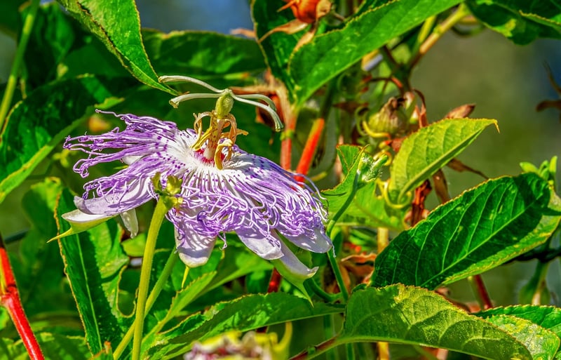 Celestial Vines