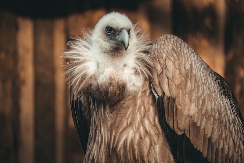 Griffin